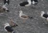 Caspian Gull at Hole Haven Creek (Steve Arlow) (88162 bytes)
